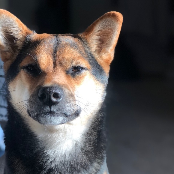 Who, me? 🐶♥️ - Picture 3 of 5